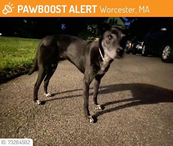 Found/Stray Female Dog last seen Kenwood Ave Worcester MA, Worcester, MA 01605