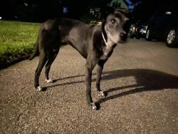 Found/Stray Female Dog last seen Kenwood Ave Worcester MA, Worcester, MA 01605