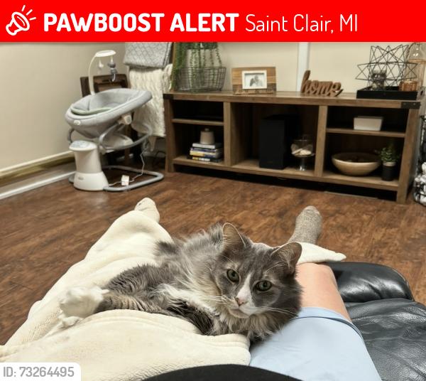 Lost Male Cat last seen 10th street is the nearest cross street. I live directly across from the entrance of the Highlands and a couple hses down from Jordan’s Creek, Saint Clair, MI 48079