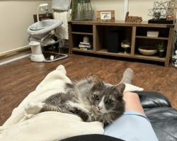 Lost Male Cat last seen 10th street is the nearest cross street. I live directly across from the entrance of the Highlands and a couple hses down from Jordan’s Creek, Saint Clair, MI 48079