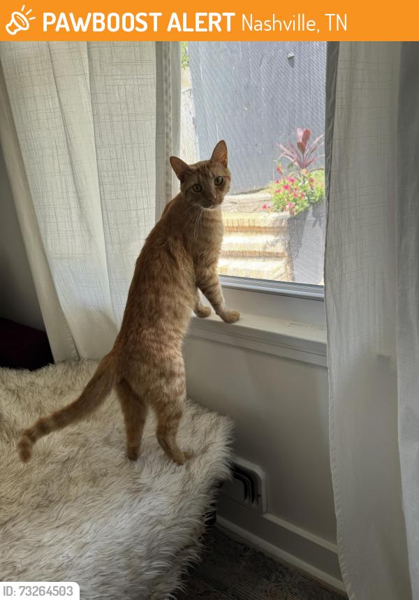 Found/Stray Male Cat last seen 39th and Batavia, Nashville, TN 37209