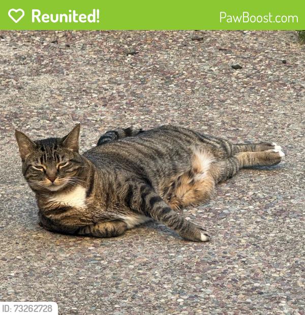 Reunited Female Cat last seen Maralisa neighborhood, Livermore, CA 94551
