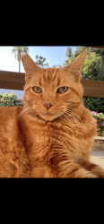 Lost Male Cat last seen Near Grand View, Los Angeles, CA 90057