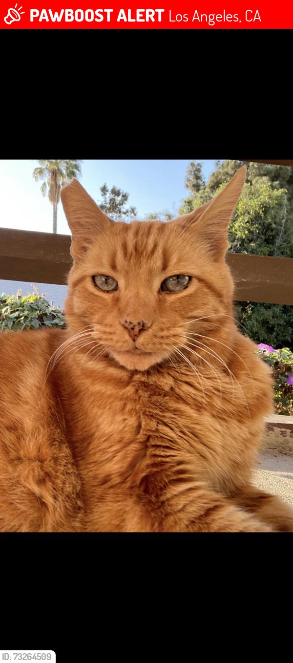 Lost Male Cat last seen Near Grand View, Los Angeles, CA 90057