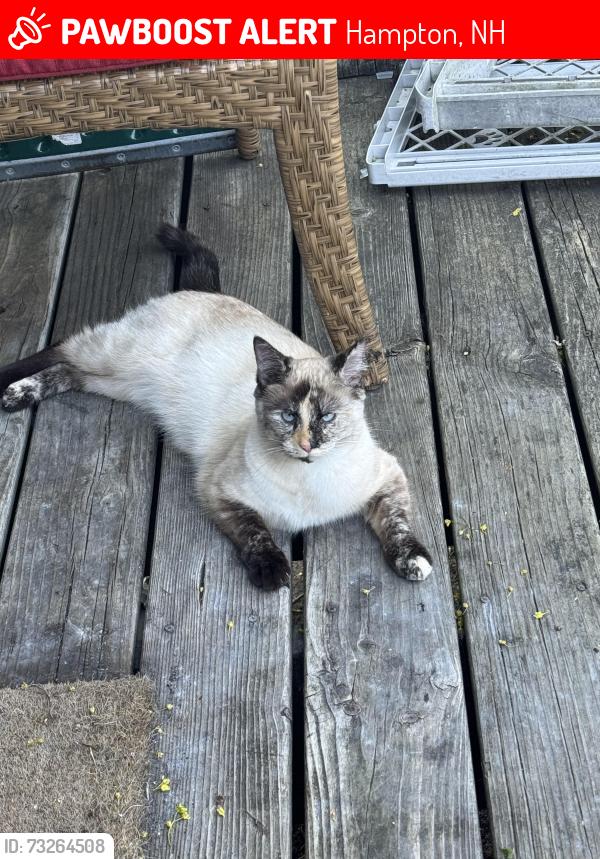 Lost Female Cat last seen Elaine street, playhouse circle, Carlson road, sanborn road, Hampton, NH 03842