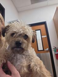 Found/Stray Male Dog last seen Carey and N. 5th St, North Las Vegas, NV 89030