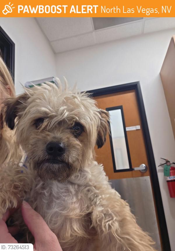 Found/Stray Male Dog last seen Carey and N. 5th St, North Las Vegas, NV 89030