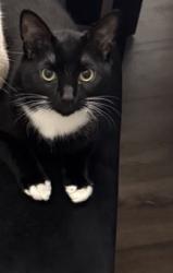 Lost Male Cat last seen Near turtle creek dr, Missouri City, TX 77459