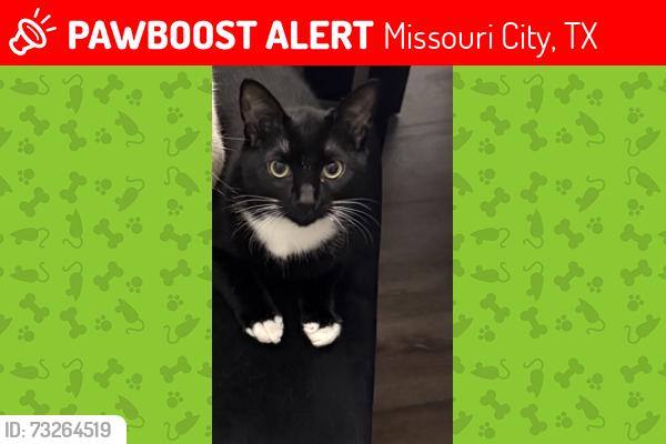 Lost Male Cat last seen Near turtle creek dr, Missouri City, TX 77459