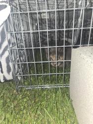 Reunited Female Cat last seen Stefko Blvd, Bethlehem, PA 18017