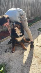 Reunited Male Dog last seen Aldi cranbourne, Cranbourne, VIC 3977
