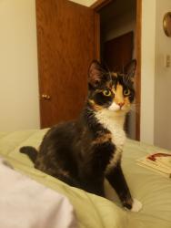 Lost Female Cat last seen Minnesota Ave and Swift, St. Peter Minnesota, Saint Peter, MN 56082