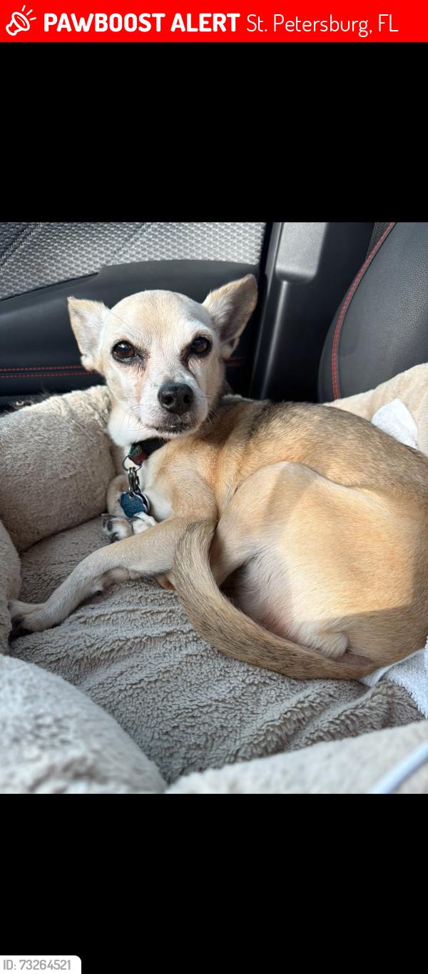 Lost Female Dog last seen Fresh market, St. Petersburg, FL 33704