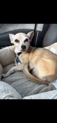 Lost Female Dog last seen Fresh market, St. Petersburg, FL 33704