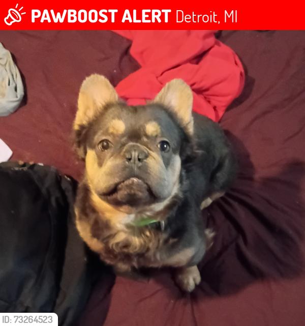 Lost Male Dog last seen Harper and gunston, Detroit, MI 48213