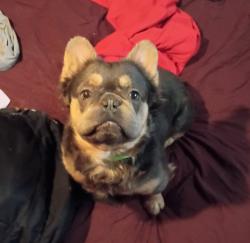 Lost Male Dog last seen Harper and gunston, Detroit, MI 48213