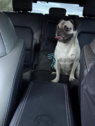 Reunited Female Dog last seen Crossing Candelaria, Albuquerque, NM 87114