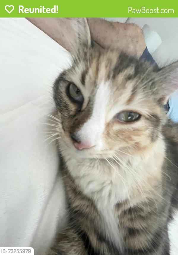 Reunited Female Cat last seen byrd street and peacock street, San Diego, CA 92154