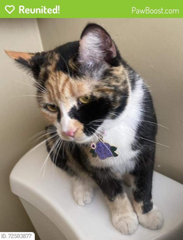 Reunited Female Cat last seen Adams Ave, San Diego, CA 92115
