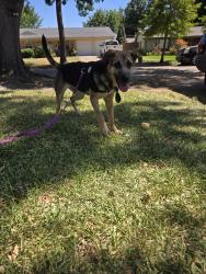 Found/Stray Female Dog last seen Royal and Greenville, Dallas, TX 75243