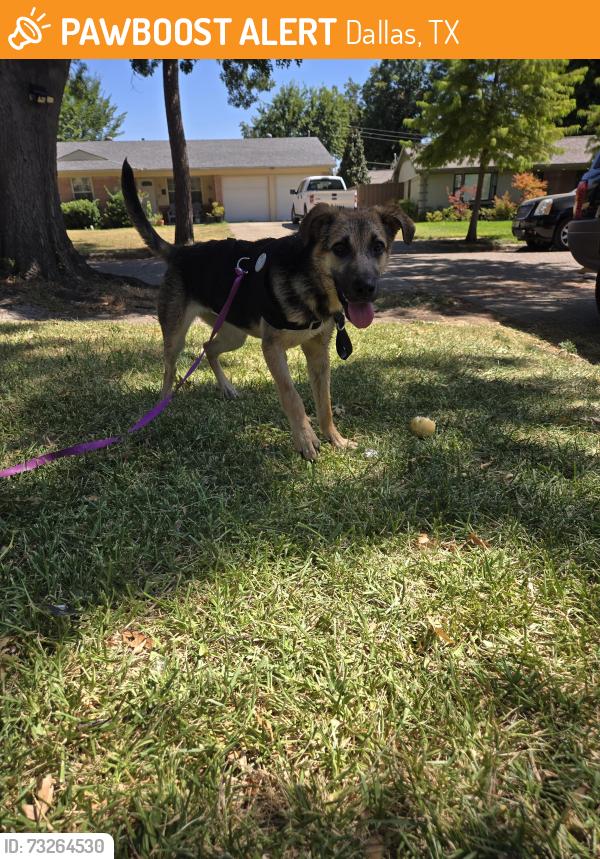 Found/Stray Female Dog last seen Royal and Greenville, Dallas, TX 75243