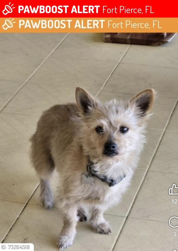 Lost Male Dog last seen US1, Fort Pierce, FL 34950