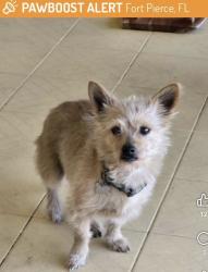 Lost Male Dog last seen US1, Fort Pierce, FL 34950
