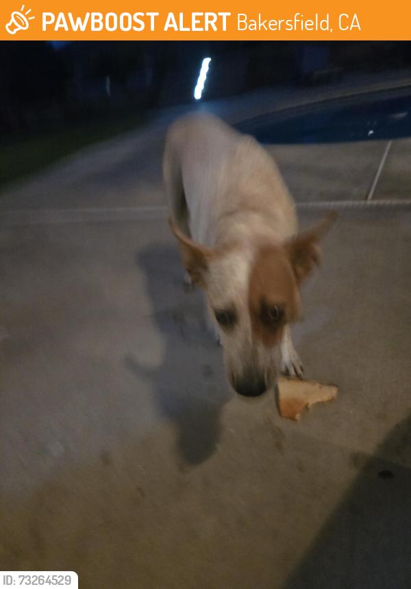 Found/Stray Female Dog last seen Renfro, Bakersfield, CA 93314