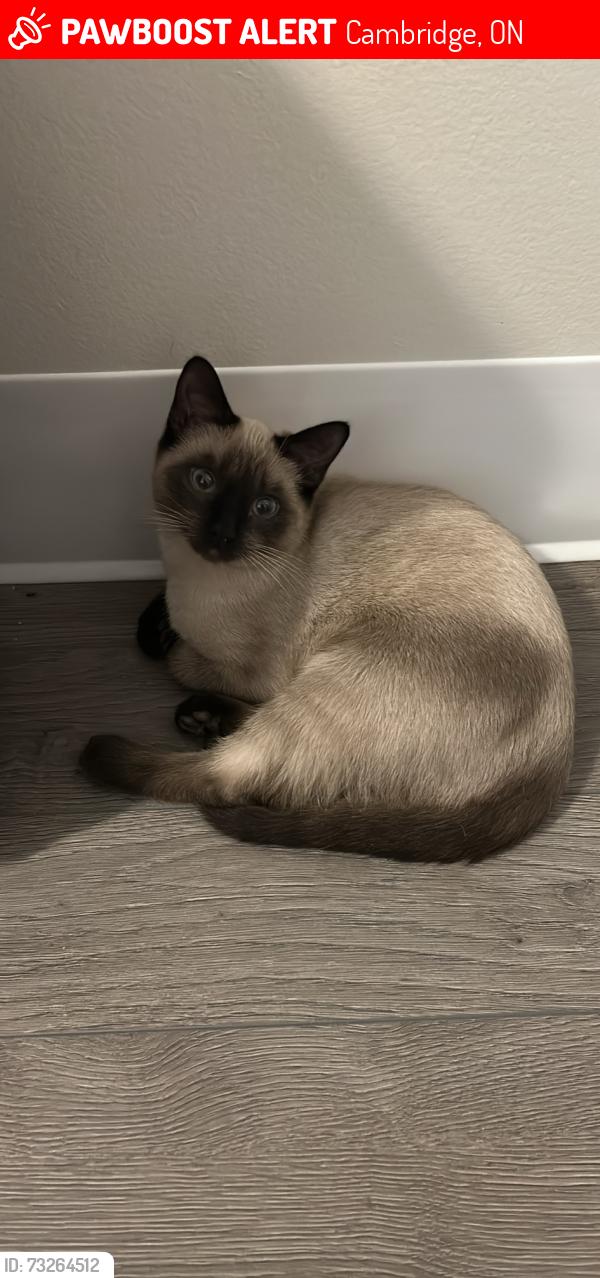 Lost Female Cat last seen Lawrence st., Cambridge, ON 