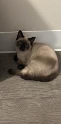 Lost Female Cat last seen Lawrence st., Cambridge, ON 