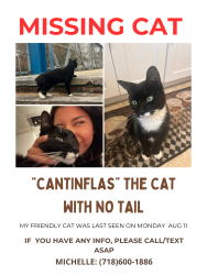 Lost Male Cat last seen 54-05 83rd st Elmhurst 11373, Queens, NY 11373