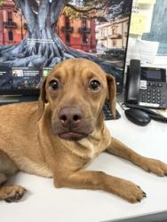 Shelter Stray Male Dog last seen International Community School, Oakland, CA, 1101 29th Ave, Oakland, CA 94601, USA