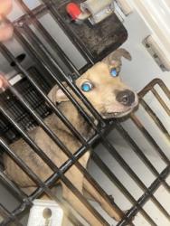 Shelter Stray Male Dog last seen Near princeton place sw, Atlanta, GA, 1251 Fulton Industrial Blvd NW, Atlanta, GA 30336, USA