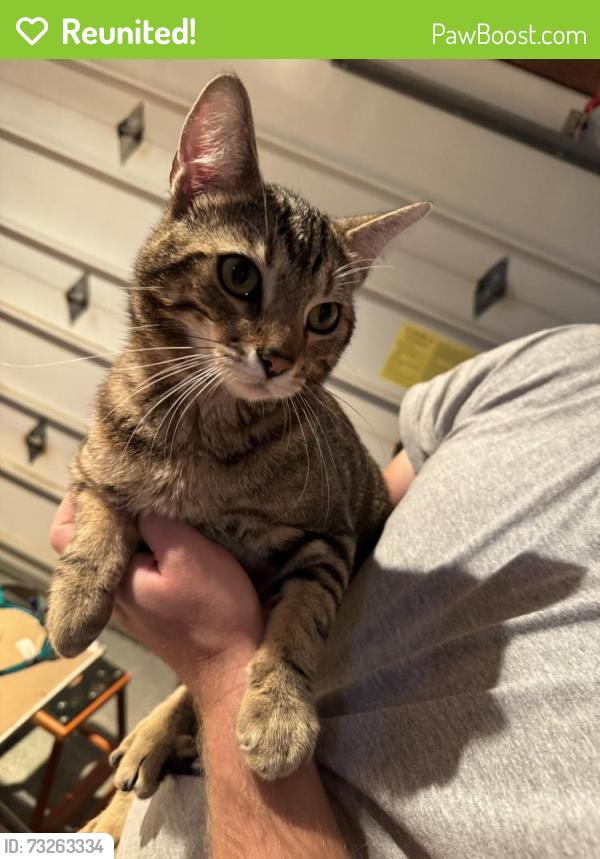 Reunited Male Cat last seen E 25th Ave & S Pines Rd, Spokane Valley, WA 99206