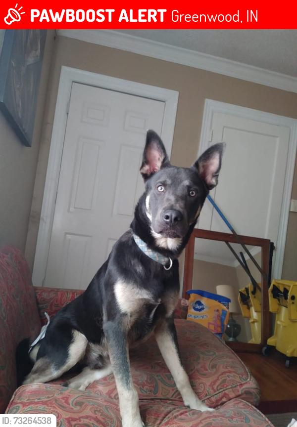 Lost Male Dog last seen Park in Main Street in greenwood Indiana, Greenwood, IN 46143