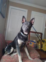 Lost Male Dog last seen Park in Main Street in greenwood Indiana, Greenwood, IN 46143