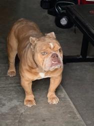 Lost Male Dog last seen Central and Dobbins, Phoenix, AZ 85339