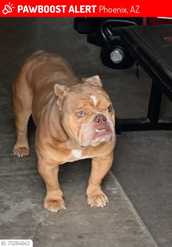 Lost Male Dog last seen Central and Dobbins, Phoenix, AZ 85339