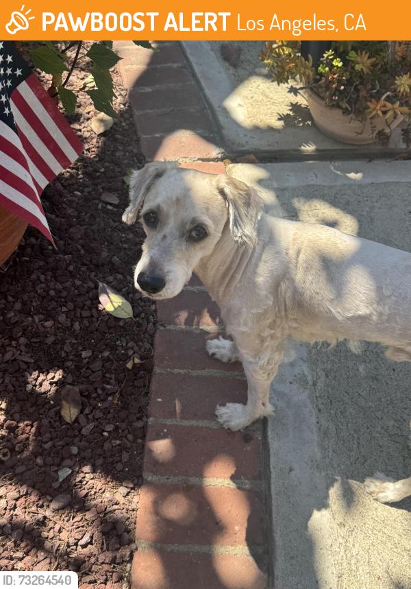 Found/Stray Male Dog last seen Yorktown Ave. & 82nd Street, Los Angeles, CA 90045