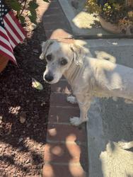 Found/Stray Male Dog last seen Yorktown Ave. & 82nd Street, Los Angeles, CA 90045