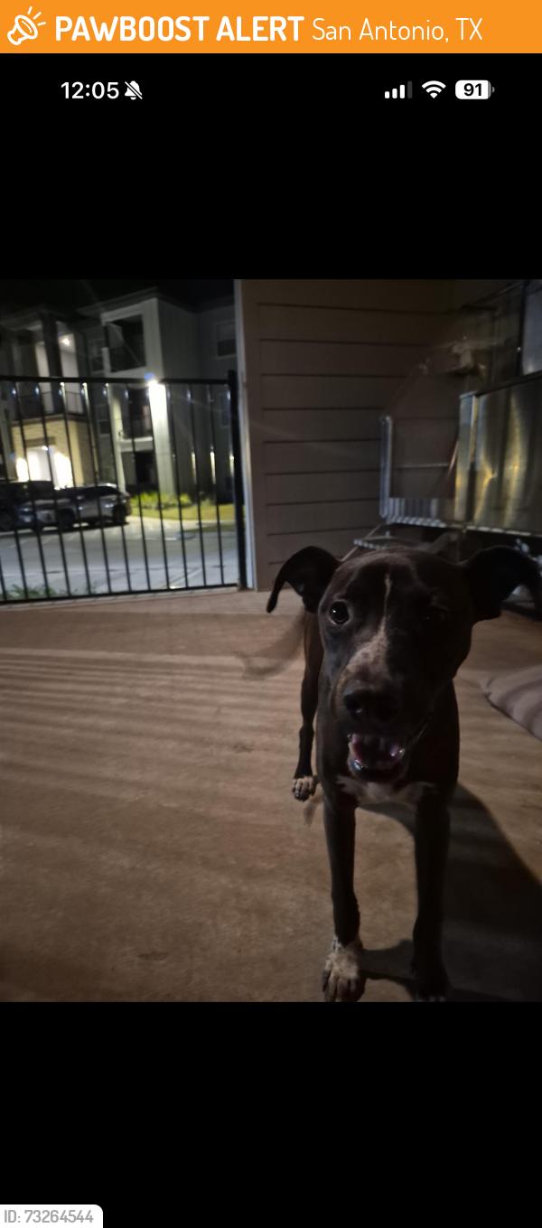 Found/Stray Male Dog last seen left in dog park in apmt complex, San Antonio, TX 78245