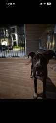 Found/Stray Male Dog last seen left in dog park in apmt complex, San Antonio, TX 78245