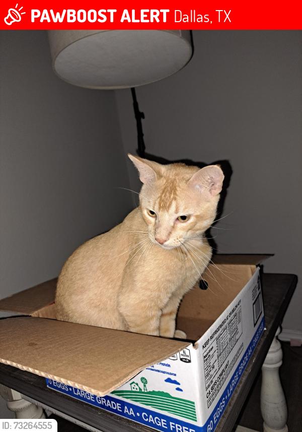 Lost Male Cat last seen Tioga, Dallas, TX 75241