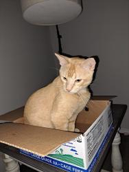 Lost Male Cat last seen Tioga, Dallas, TX 75241