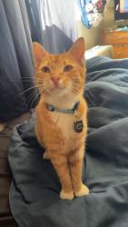 Lost Male Cat last seen Where eastgate meets cypress, Cypress, CA 90630