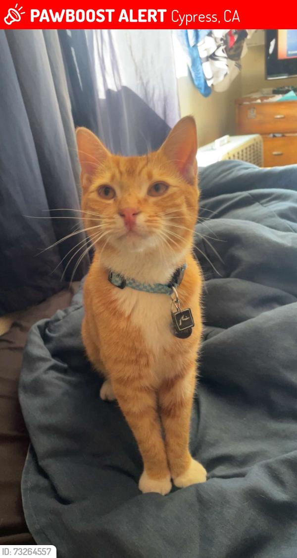 Lost Male Cat last seen Where eastgate meets cypress, Cypress, CA 90630