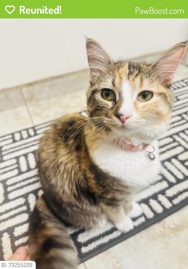 Reunited Female Cat last seen Palm Ave., San Diego, CA 92154