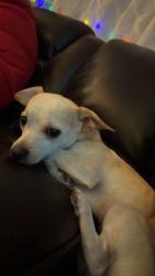 Reunited Male Dog last seen 30th Dr Se, Everett, WA 98208