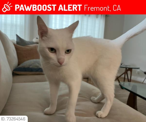 Lost Male Cat last seen Washington Blvd, Fremont, CA 94539