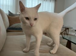 Lost Male Cat last seen Washington Blvd, Fremont, CA 94539